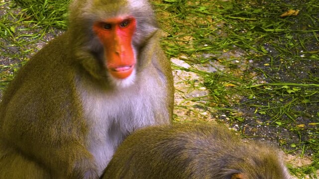 Close up of Barbary Macaque monkeys matting on a sunny day