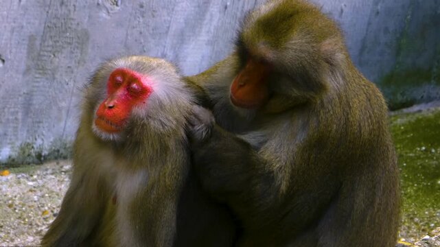 Close up of Barbary Macaque monkeys matting on a sunny day
