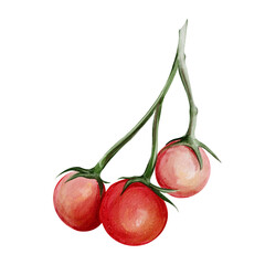  A branch with small red tomatoes. Green leaves. Botanical illustration. Ripe vegetables. Watercolor, hand-drawn. Isolated from the background.