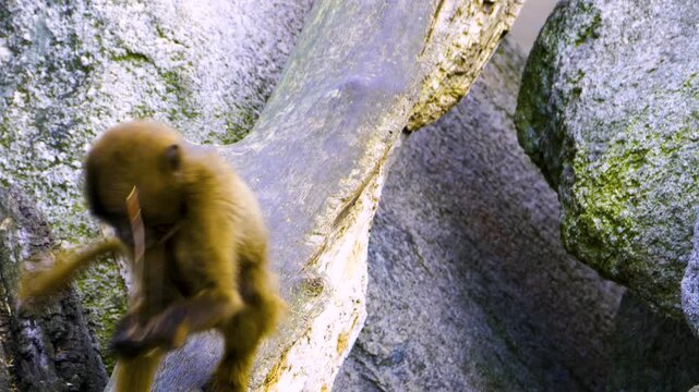 Close up of baboons resting on a rock on a sunny day