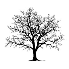 Leafless tree silhouette with branches isolated on transparent background