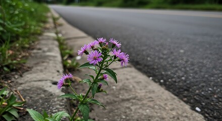 Wildflower blooms beside paved roadway nature and transportation