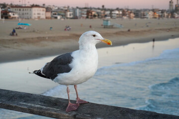 Close-Up of Seagull on Railing by the Ocean