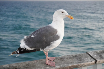 Close-Up of Seagull on Railing by the Ocean