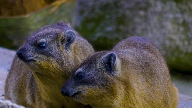 Close up of two hyrax sitting on a rock and looking around on a sunny day