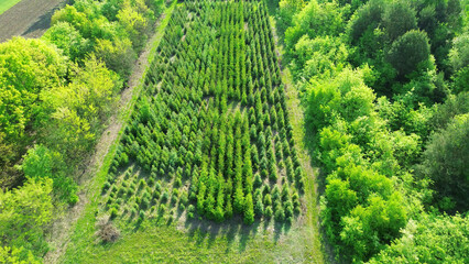 Aerial view of afforestation tree nursery