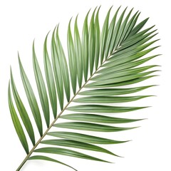Obraz premium Majesty Palm Leaf Elegant Tropical Green Frond with Graceful Arching Shape and Lush Textured Lines on Clean White Background for Exotic Decorative Botanical Sophistication