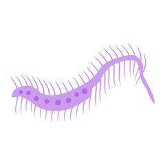 Dileptus Protozoa 