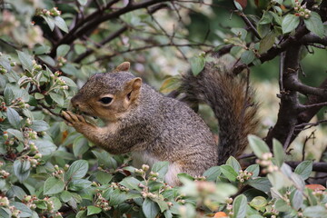fox squirrel in bush looking for food 