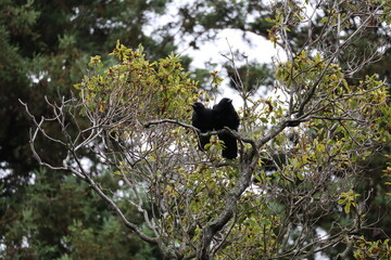 American crow couple on a tree