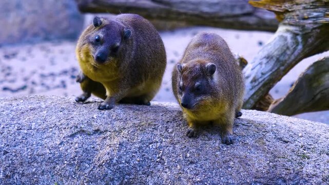 Close up of two hyrax sitting on a rock and looking around on a sunny day