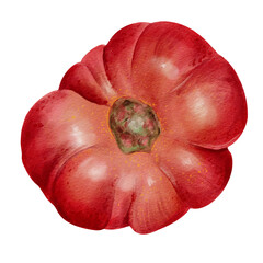 A large, juicy tomato with veins and folds. A ripe red vegetable. Autumn harvest for the fair. Watercolor illustration without background. Hand-drawn.