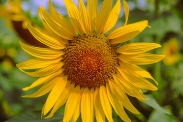 伊勢崎市ひまわり畑ー98