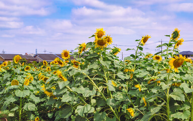 伊勢崎市ひまわり畑ー52