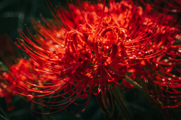 red flower background