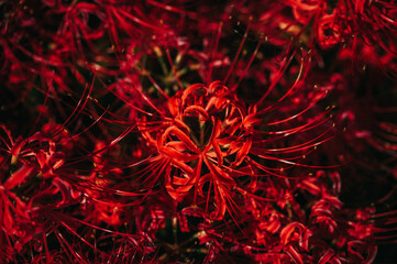 abstract fractal background