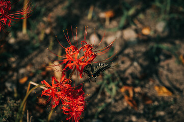 red and yellow flower