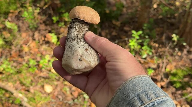 Hand holding a freshly picked edible bolete mushroom in a vibrant forest during autumn