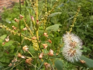 thistle in the garden