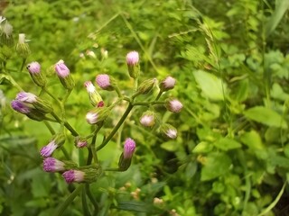 pink flowers in the garden