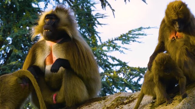 Close up of baboons resting on a rock on a sunny day