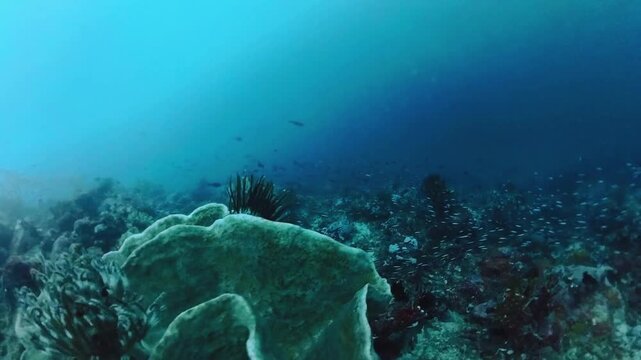 Underwater landscape, coral reef with many tropical fish of different species against the backdrop of blue water in the Indonesia Timur - Bunaken, Manado