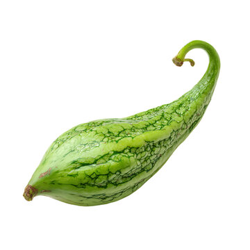 Green pointed gourd vegetable with stem curl on transparent background