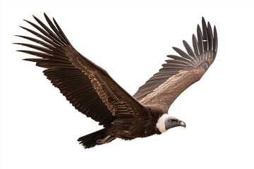 Obraz premium vulture, isolated, bird, flying, wings, flight, raptor, wildlife, predator, nature, scavenger, large bird, animal, beak, plumage, feathers, wild, avian, wingspan, majestic, environment, sky, soar, fre