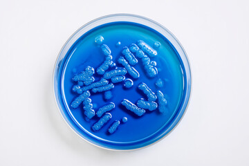 Bacterial culture in agar petri dish isolated on white background. Laboratory microbiology experiment showing bacterial colonies for medical or scientific research.