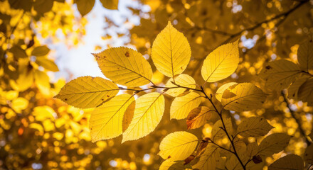 Fototapeta premium Radiant Autumnal Canopy with Golden Leaves Glowing in the Sunlight, Creating a Warm and Inviting Atmosphere in a Serene Natural Setting