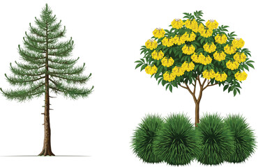 Tall evergreen pine tree and blooming yellow flower tree with green bushes, natural garden landscape illustration, isolated on white background, eco friendly outdoor nature design