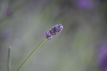 Lavandula.
