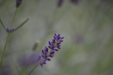 Lavandula.