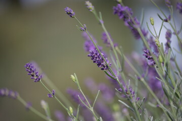 Lavandula.
