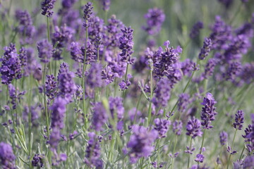 Lavandula.