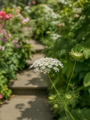 Queen Annes Lace in a Lush Garden with a Winding Path.