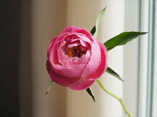 Vibrant Pink Peony Bloom Against Softly Lit Background.