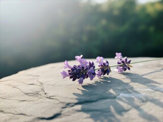 Closeup of delicate lavender flowers resting on a stone surface under soft sunlight.