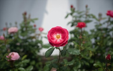 Vibrant Red Rose Blooming in a Lush Garden.