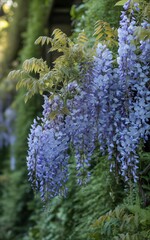 Beautiful purple wisteria flowers blooming in a lush green garden creating a vibrant and serene natural backdrop.