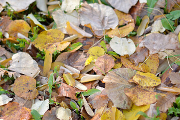 fallen colorful autumn leaves background