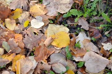 fallen colorful autumn leaves background