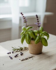 Fresh Basil Plant with Lavender Sprigs on a White Table.