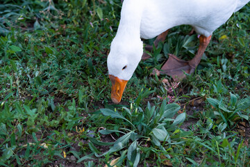 White goose eats grass on a spring day