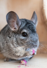 Black and white Chinchilla with pink flowers