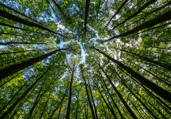 looking up at tall trees sunbeams through foliage in lush forest