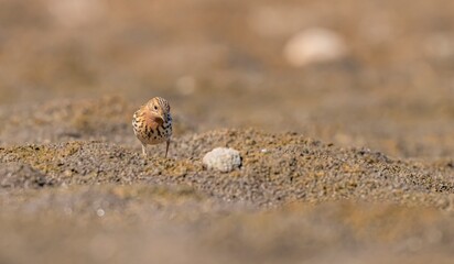 
The Red-throated Pipit (Anthus cervinus) is a species found in swamps and tundras in northern Asia, Europe, and Africa.