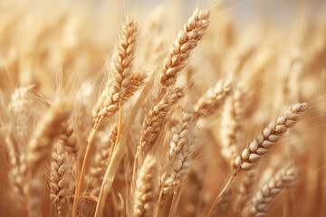 Fototapeta premium Golden wheat field under the summer sun, harvest time is near. The ripe grains offer a warm and comforting feeling of nature's bounty.