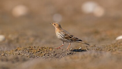 
The Red-throated Pipit (Anthus cervinus) is a species found in swamps and tundras in northern Asia, Europe, and Africa.