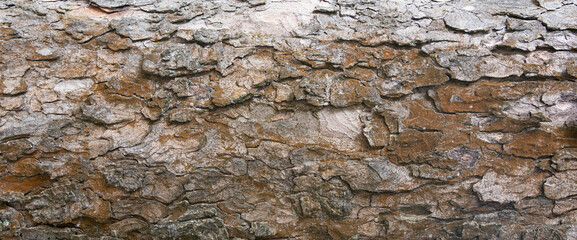 Old bark tree texture. Natural wood surface pattern, old tree skin